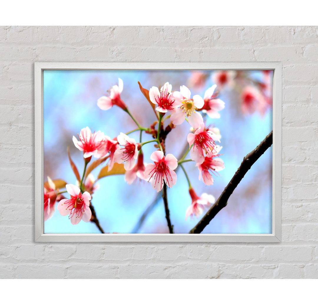 Wild Himalayan Cherry - Einzelner Bilderrahmen Kunstdrucke auf Leinwand