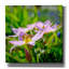 «Flower I», art mural sur toile, 37 po x 37 po-559929515