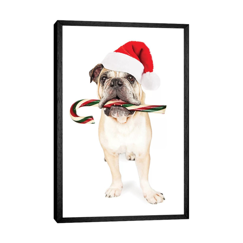 Christmas Bulldog Eating Candy Cane by Susan Richey - Gallery-Wrapped Canvas Giclée on Canvas, 66.04 cm H x 45.72 cm W