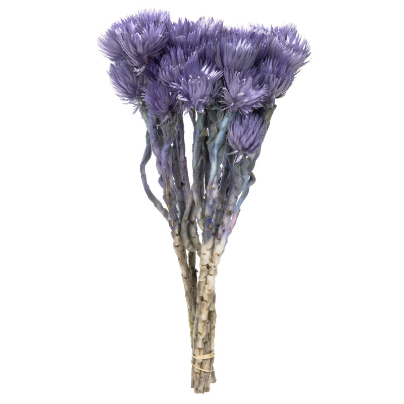 Vickerman 13-14" Everlasting Flowers, approximately 23 blooms, Dried, Purple