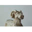 Handmade Animals Decorative Object