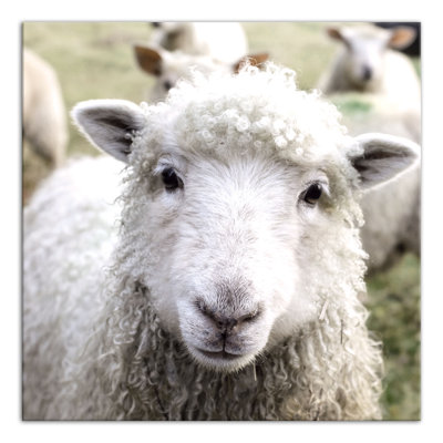 " Curious Sheep "