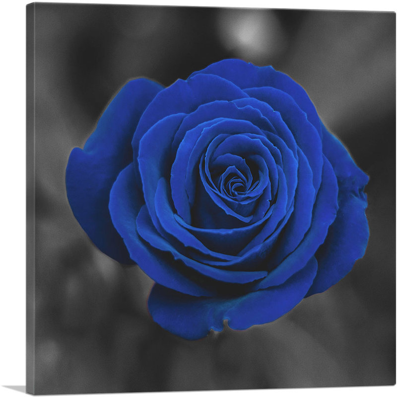 Reproduction de photo sur toile tendue bleu marine et rose marine, H 26 po x l 26 po x P 1,5 po