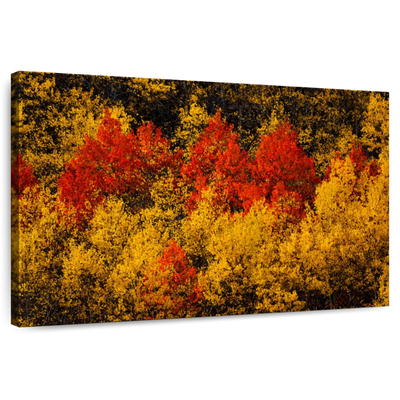 Arbres d'automne colorés, H 8 po x l 12 po