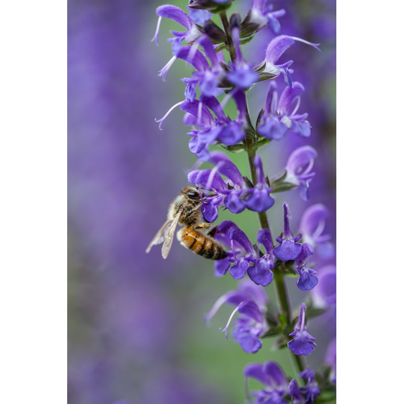 Bee Pollinating Salvia - Wrapped Canvas Print, 46cm H x 30cm W x 3.8cm D