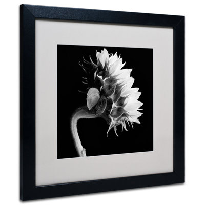 " Sunflower " by Michael Harrison