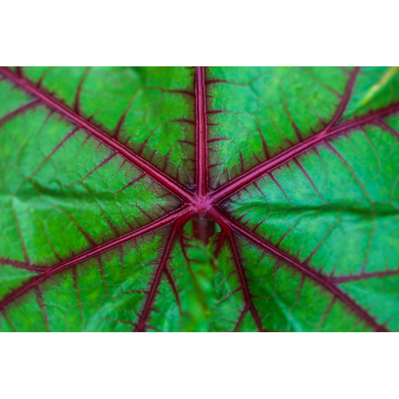 Okra, plante sur toile par Blackcatimaging, photographie, H 8 po x l 12 po x P 1,25 po