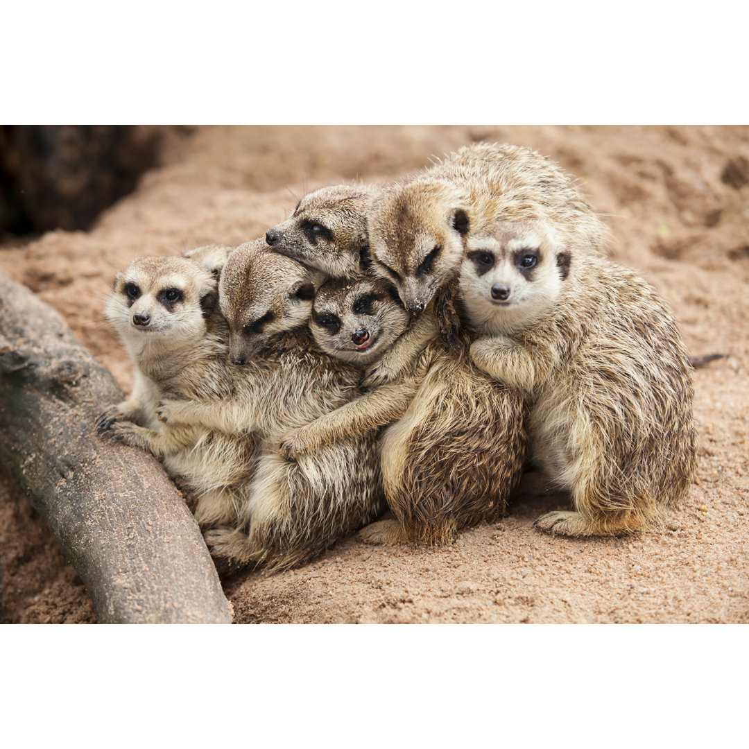 Leinwandbild Erdmännchen-Familie zusammengekauert in der Nähe einer Baumwurzel