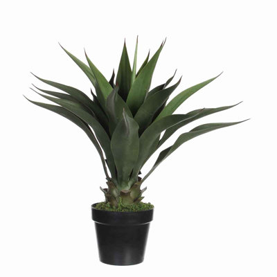 60cm Agave Plant in Pot
