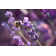 Lavender Blossom With Honey Bee by SusanneSchulz - Wrapped Canvas Print