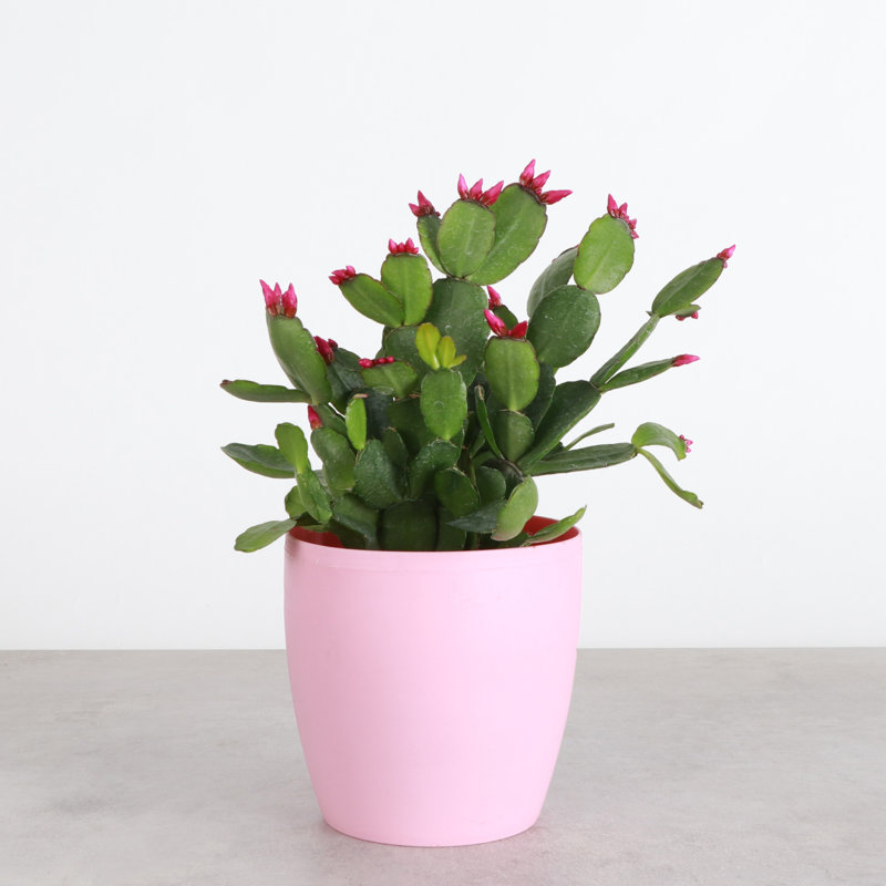 6" Live Easter Cactus Plant in Pot