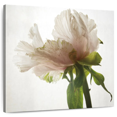 Harnek pivoine translucide IV