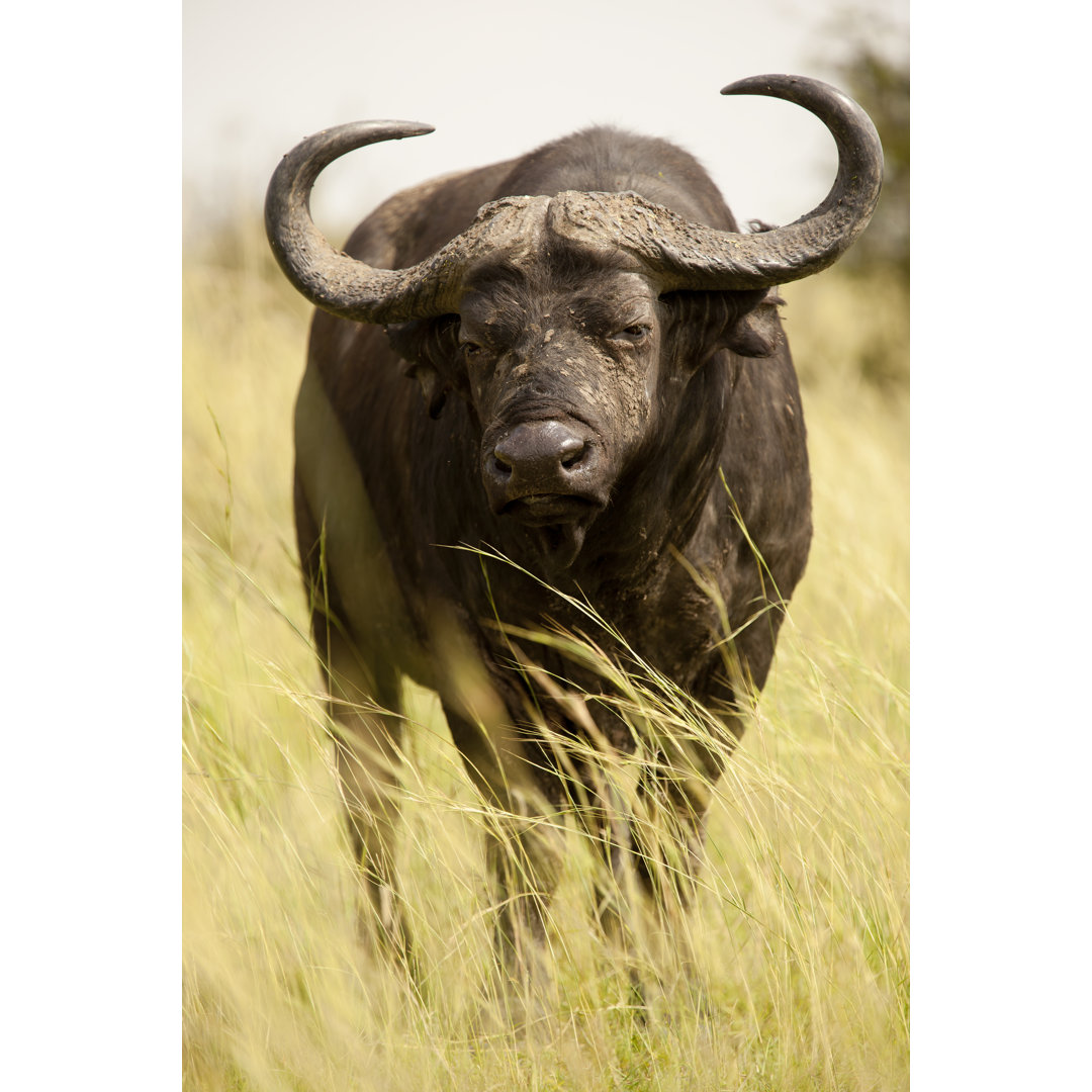 Büffel im Murchison Falls National Park - Porträt von 1001slide - Ohne Rahmen auf Leinwand drucken