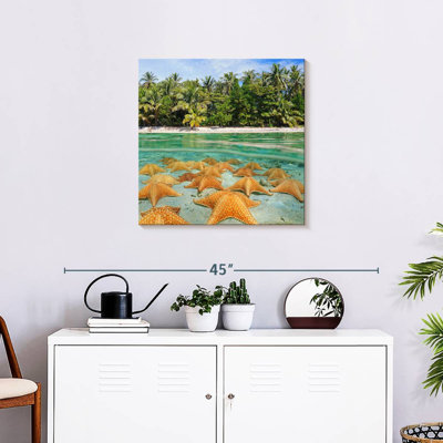 Étoiles de mer Gillard au repos