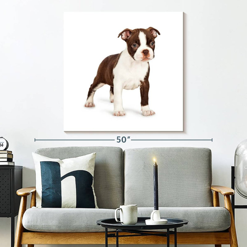 Crowle Baby Boston Terrier, 33" H x 33" W