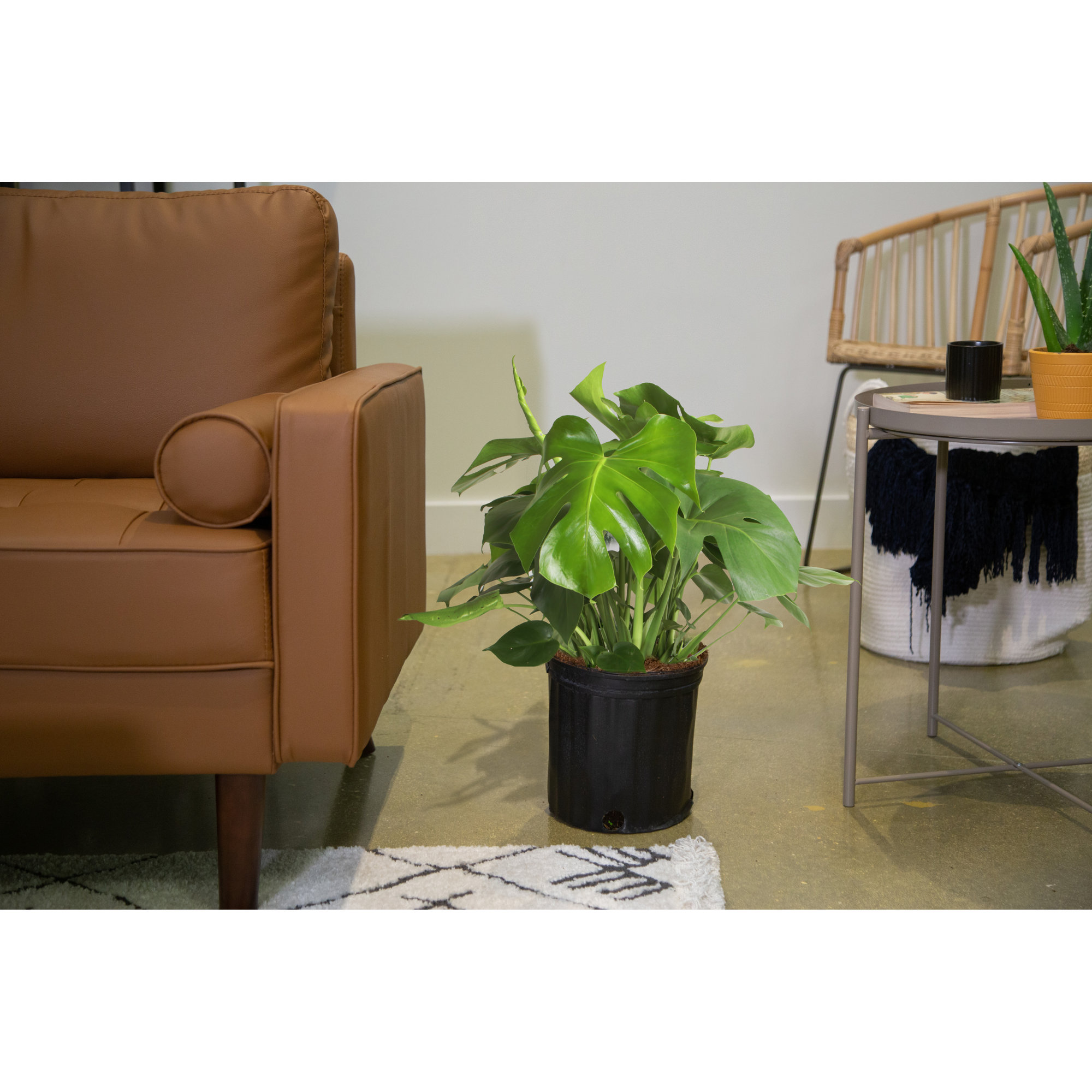 Costa Farms Indoor Philodendron Monstera Deliciosa House Plant in 10-inch Nursery Pot