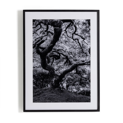 Tree Gaze IV Print by Coup D'Esprit