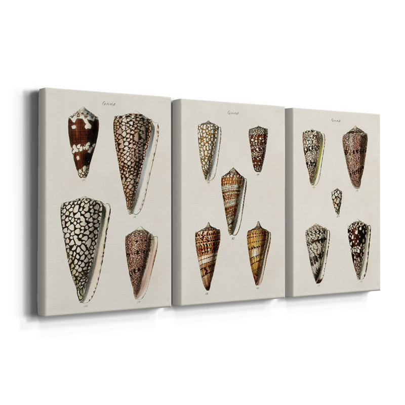 Cone Shell Collection I - Toile tendue avec châssis sur mesure - 3 pièces, H 48 po x l 96 po