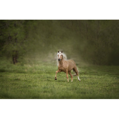 Cheval dans le champ II