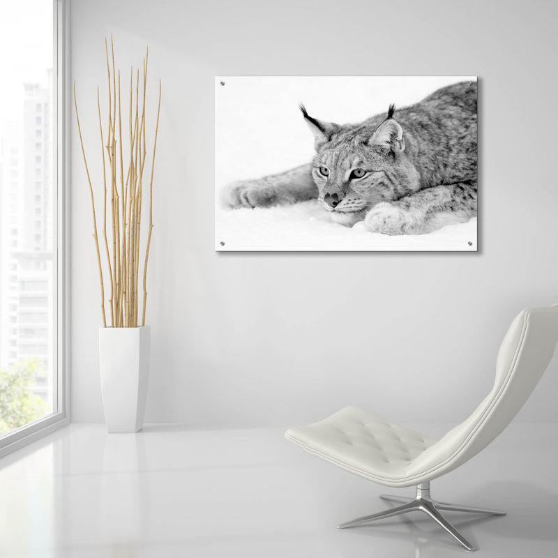 «Lynx 1» par PhotoINC Studio, H 24 po x l 36 po