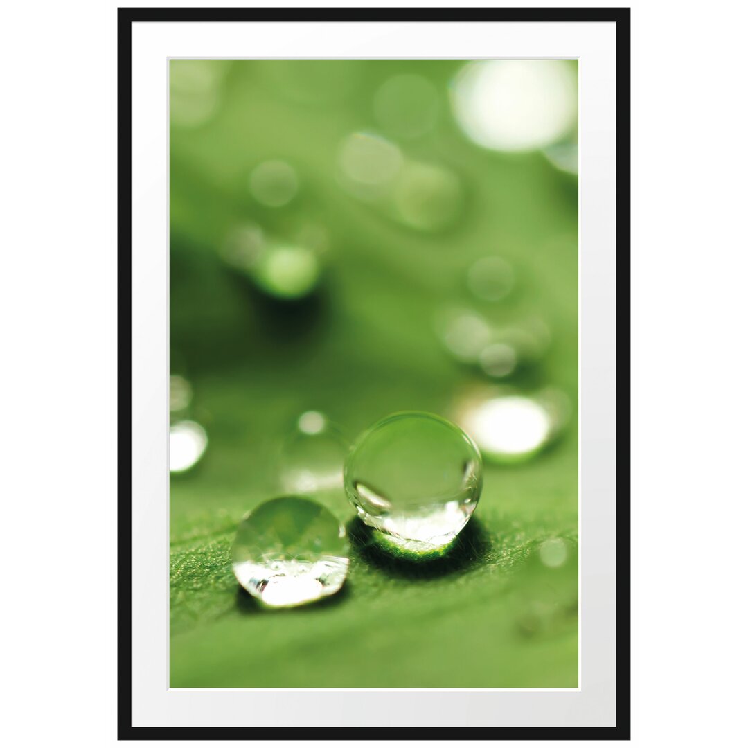 Gerahmtes Poster Wassertropfen auf Blatt