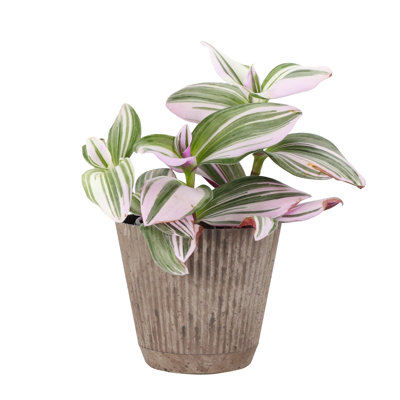 Live Tradescantia Nanouk Plant