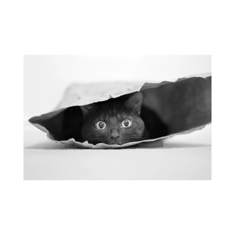 Cat In A Bag by Jeremy Holthuysen - Wrapped Canvas Print, 20.32 cm H x 30.48 cm W