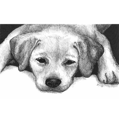Kailie The Yellow Lab - Wrapped Canvas Art Prints