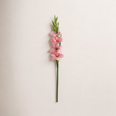 Gladiolus Floral Stems