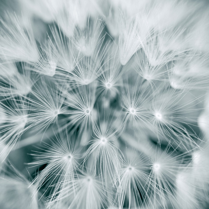 Macrophotography Of Dandelion Seed - Wrapped Canvas Print, 76cm H x 76cm W x 3.8cm D