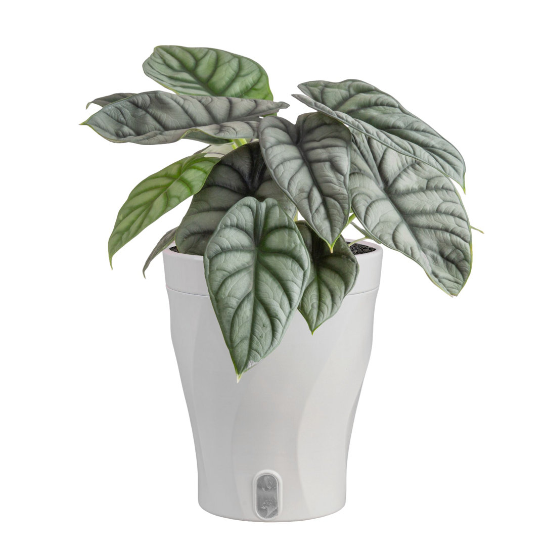 Costa Farms Alocasia Silver Dragon Indoor House Plant in 5-inch Self-Watering Pot Costa Farms