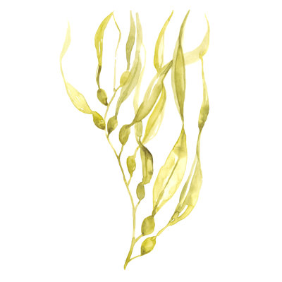 " Olive Sea Kelp I " by Jennifer Goldberger Painting Print
