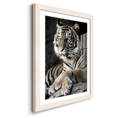 " Sumatran Tiger "