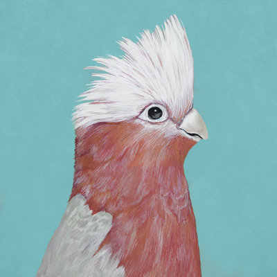 Rose Galah