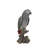 Gabon Parrot on Stump