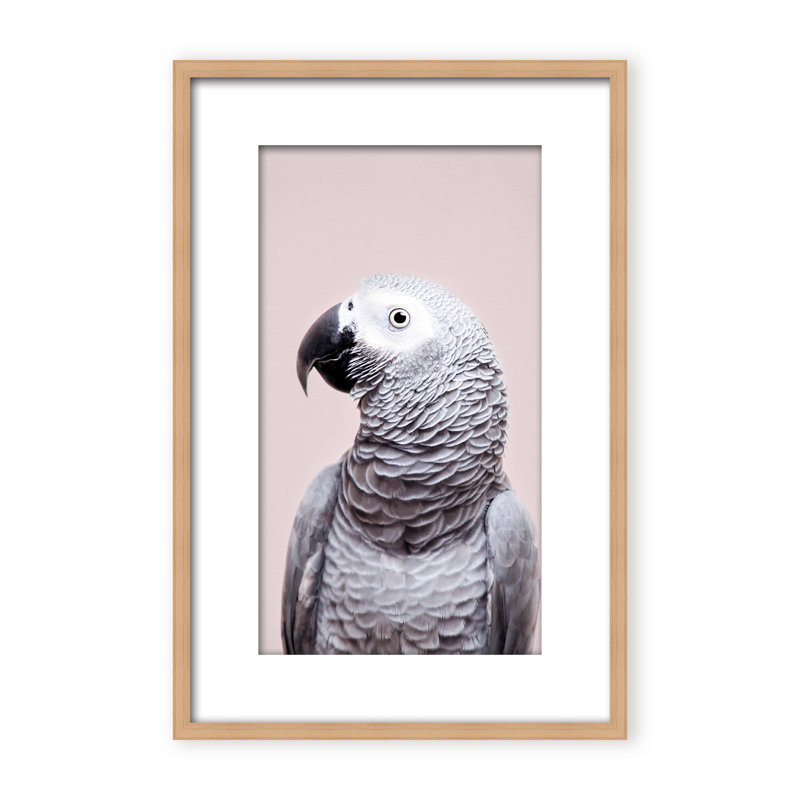 Nature Inspired African Gray by  - Picture Frame Photograph on Paper, 24" H x 16" W x 1.125" D, Framed Matted Print, Black