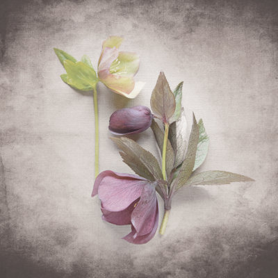 Étude d'Hellebore rétro VII