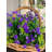 Mixed Arrangement-1398364672