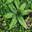 Panneau mural plante artificielle (ensemble de 9)