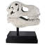 T-Rex Dinosaur Skull Fossil on Museum Mount Statue
