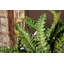 Varen Plant-100807404-100807406