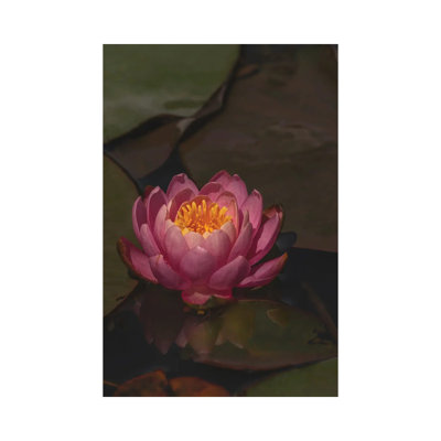 Water Lily 1 Piece Wrapped Canvas Painting