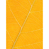 Autumn Leaf Print by Philippe Monthoux