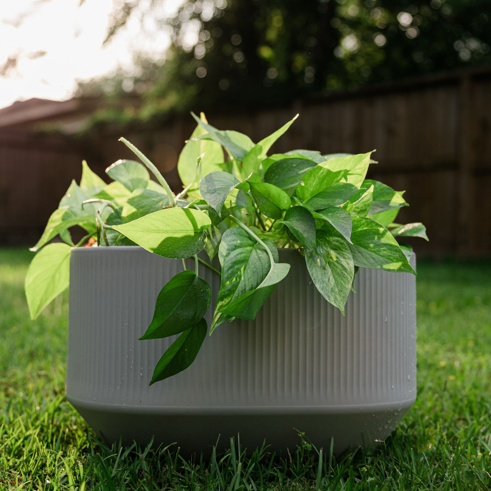 Mod Self Watering Plant Box, Ash, 20" x 14" x 12"H - Mini Trough