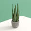 Keomi 47cm Succulent in Ceramic Pot