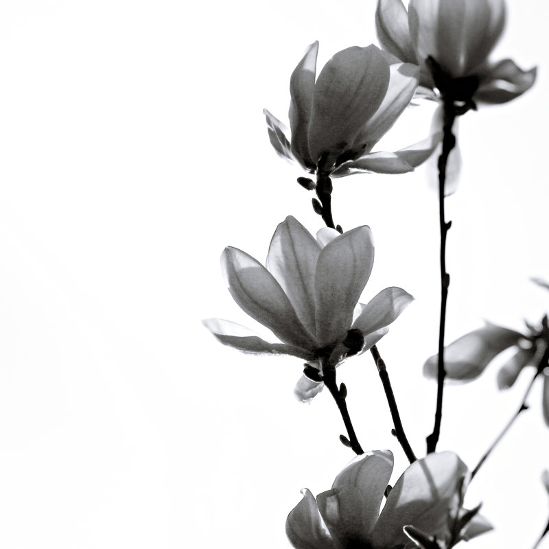 «Black Magnolia» par Monika Strigel - reproduction, H 12 po x l 12 po, Cadre simple noir, Oui