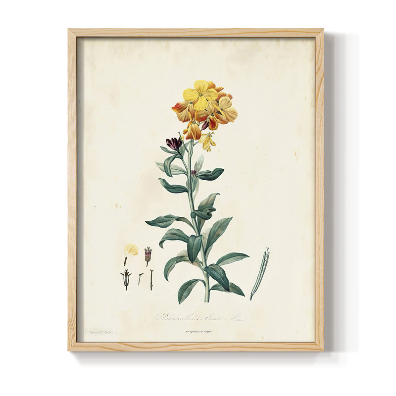 «Traditional Botanical III», reproduction encadrée - bois massif, H 21 po x l 17 po