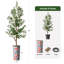 68 plantes-95099202