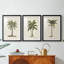 3 pièces de l'UA CH - British Palms I-1939223524-1939223522