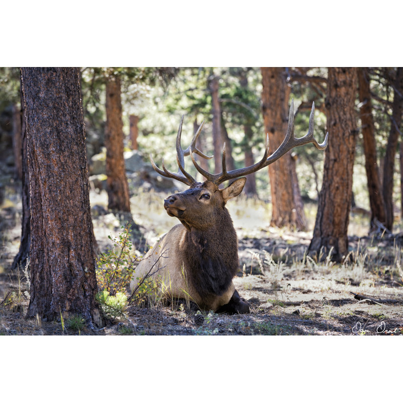 Elk Study I, H 12 po x l 18 po x P 1,25 po
